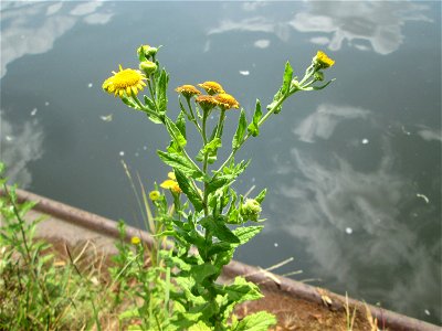 Großes Flohkraut (Pulicaria dysenterica) an der Saar in Saarbrücken