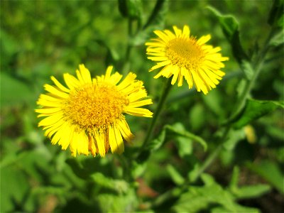 Großes Flohkraut (Pulicaria dysenterica) im Naturschutzgebiet „St. Arnualer Wiesen“