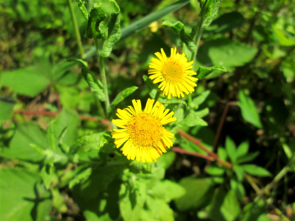 Großes Flohkraut (Pulicaria dysenterica) im Naturschutzgebiet „St. Arnualer Wiesen“