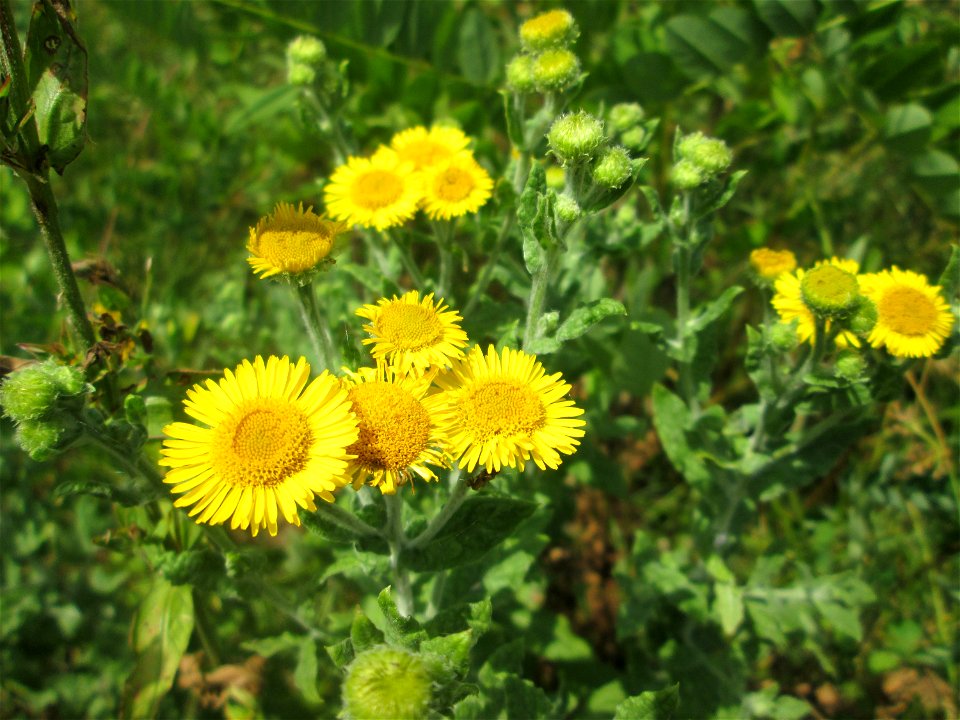 Großes Flohkraut (Pulicaria dysenterica) im Naturschutzgebiet „St. Arnualer Wiesen“