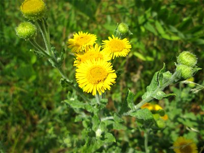 Großes Flohkraut (Pulicaria dysenterica) im Naturschutzgebiet „St. Arnualer Wiesen“