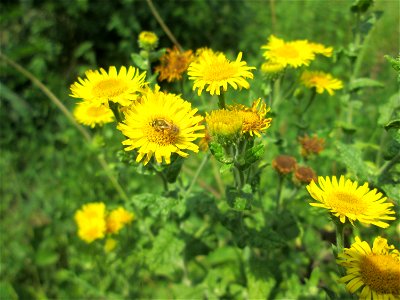 Großes Flohkraut (Pulicaria dysenterica) im Naturschutzgebiet „St. Arnualer Wiesen“ photo