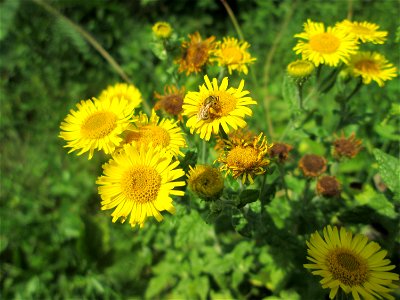 Großes Flohkraut (Pulicaria dysenterica) im Naturschutzgebiet „St. Arnualer Wiesen“ photo