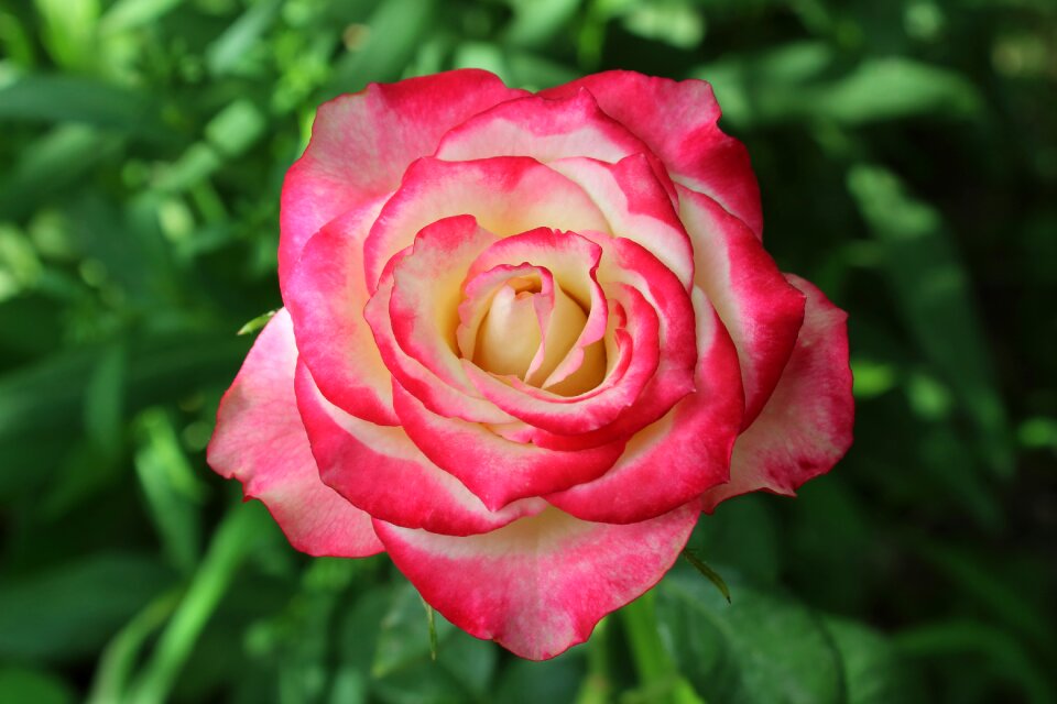 Flower plant beautiful flower
