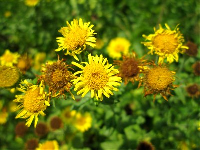 Großes Flohkraut (Pulicaria dysenterica) im Naturschutzgebiet „St. Arnualer Wiesen“ photo