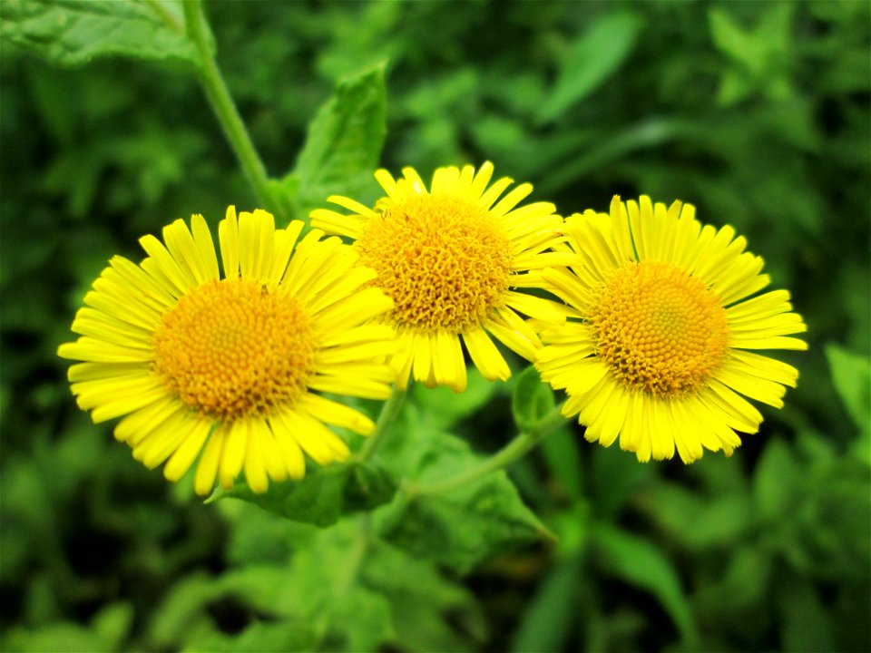 Großes Flohkraut (Pulicaria dysenterica) an der Mosel in Alf