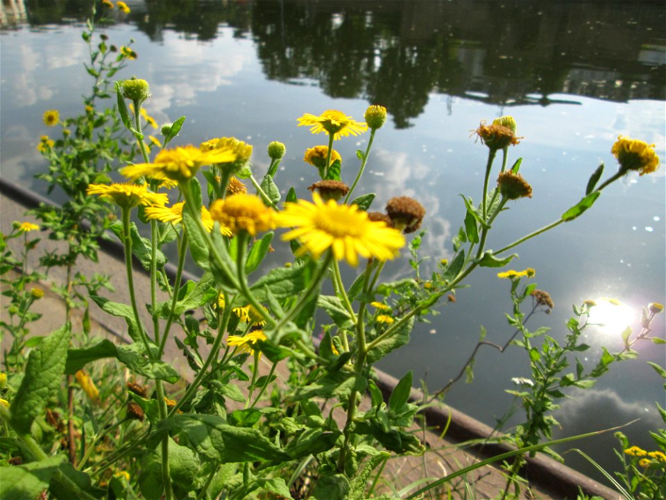 Großes Flohkraut (Pulicaria dysenterica) an der Saar in Saarbrücken