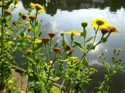 Großes Flohkraut (Pulicaria dysenterica) an der Saar in Saarbrücken