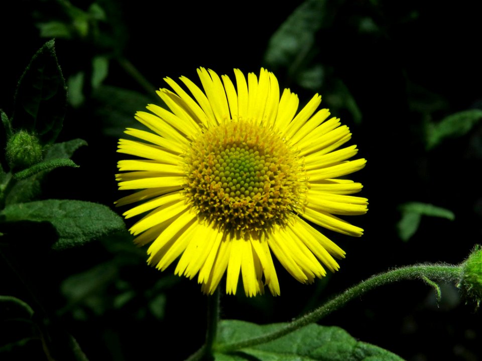 Inflorescencia (capítulo) de Pulicaria dysenterica (Asteraceae). Real Jardín Botánico de Madrid.