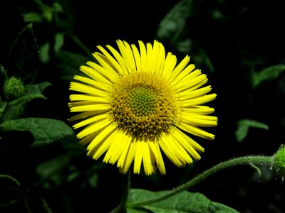 Inflorescencia (capítulo) de Pulicaria dysenterica (Asteraceae). Real Jardín Botánico de Madrid.
