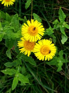 Common Fleabane (Pulicaria dysenterica)
