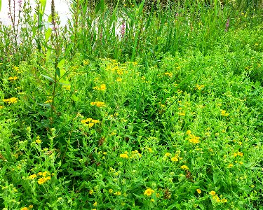Een waterkant met de rompgemeenschap van heelblaadjes (RG Pulicaria dysenterica-[Convolvulo-Filipenduletea/Agrostietalia stoloniferae])