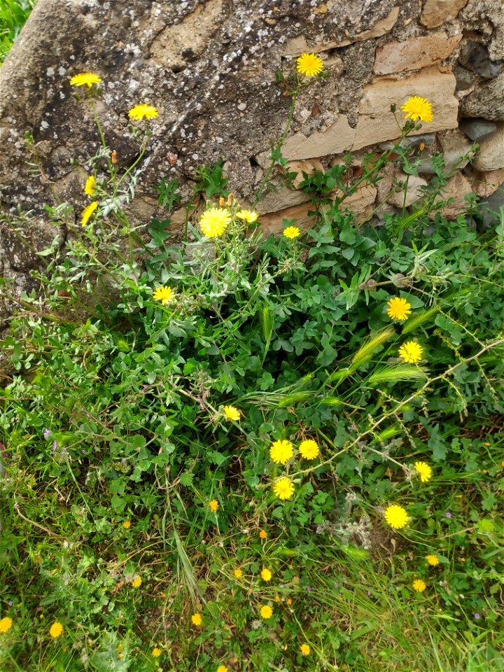 Lletsó fi (Sonchus tenerrimus). Presa a Montblanc (Conca de Barberà-Catalunya). A 550 m. d'alçada