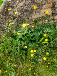 Lletsó fi (Sonchus tenerrimus). Presa a Montblanc (Conca de Barberà-Catalunya). A 550 m. d'alçada