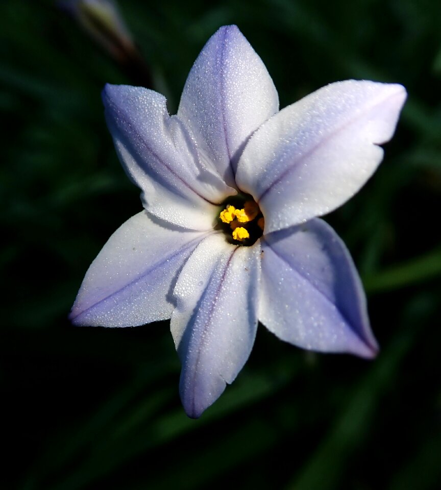 Garden spring plant