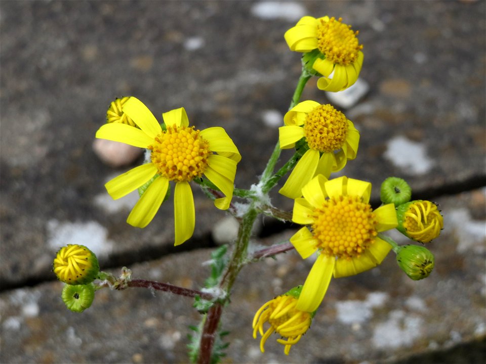 Frühlings-Greiskraut (Senecio vernalis) in Bruchmühlbach-Miesau