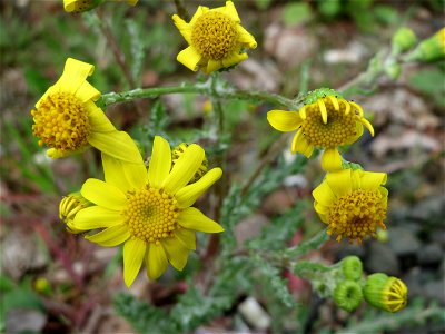 Frühlings-Greiskraut (Senecio vernalis) in Bruchmühlbach-Miesau photo