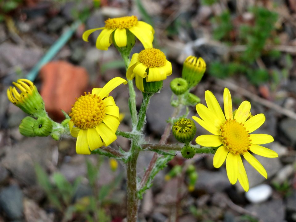Frühlings-Greiskraut (Senecio vernalis) in Bruchmühlbach-Miesau