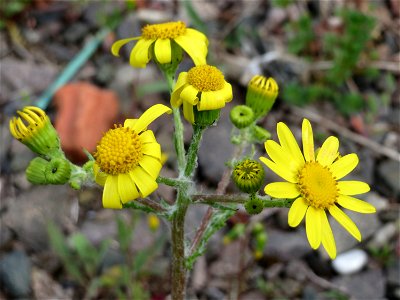 Frühlings-Greiskraut (Senecio vernalis) in Bruchmühlbach-Miesau