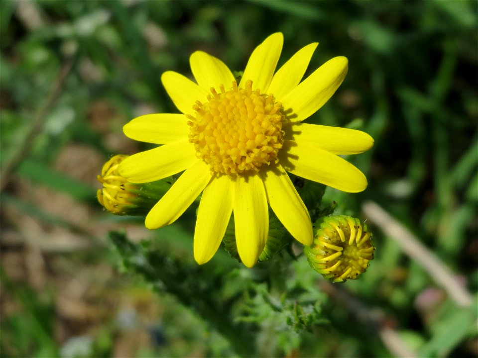 Frühlings-Greiskraut (Senecio vernalis) bei Altlußheim