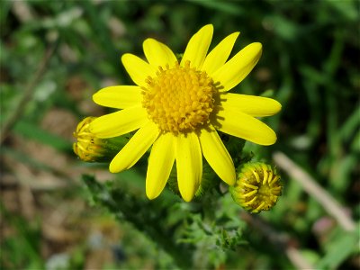 Frühlings-Greiskraut (Senecio vernalis) bei Altlußheim