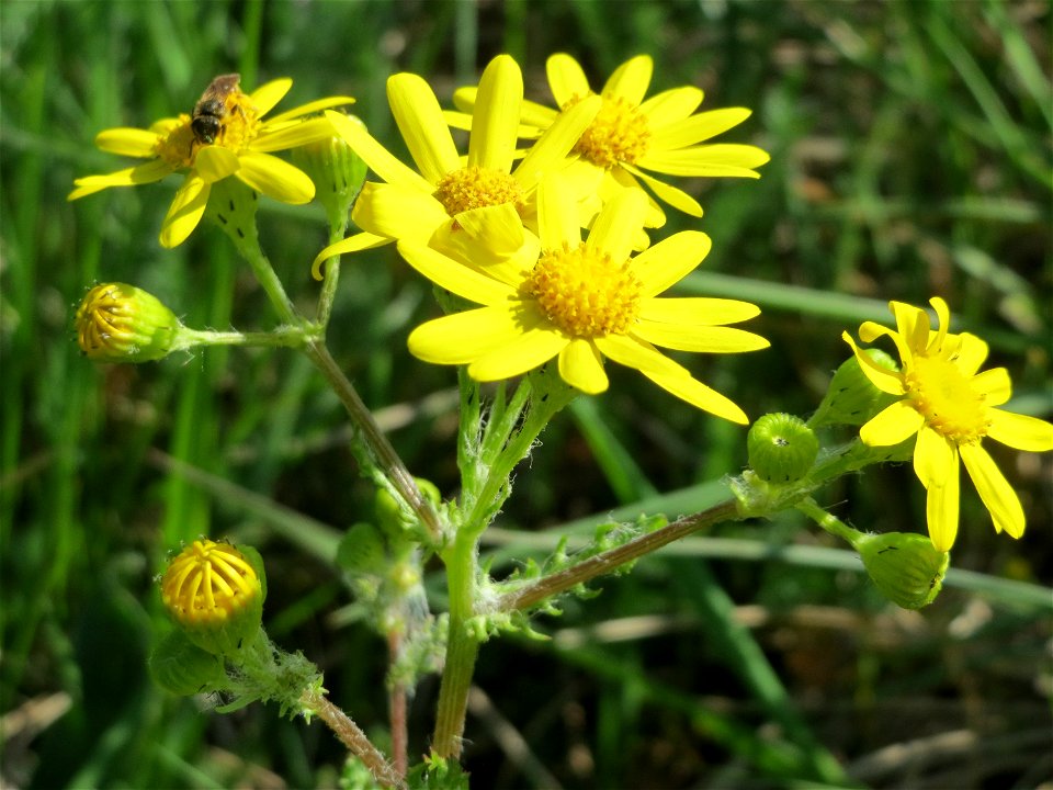 Frühlings-Greiskraut (Senecio vernalis) im Hockenheimer Rheinbogen