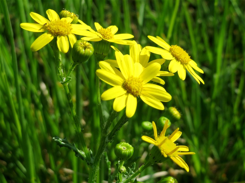 Frühlings-Greiskraut (Senecio vernalis) im Hockenheimer Rheinbogen