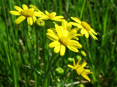 Frühlings-Greiskraut (Senecio vernalis) im Hockenheimer Rheinbogen