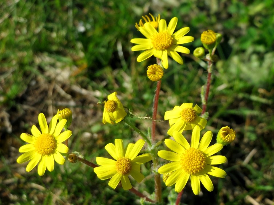 Frühlings-Greiskraut (Senecio vernalis) in Waghäusel