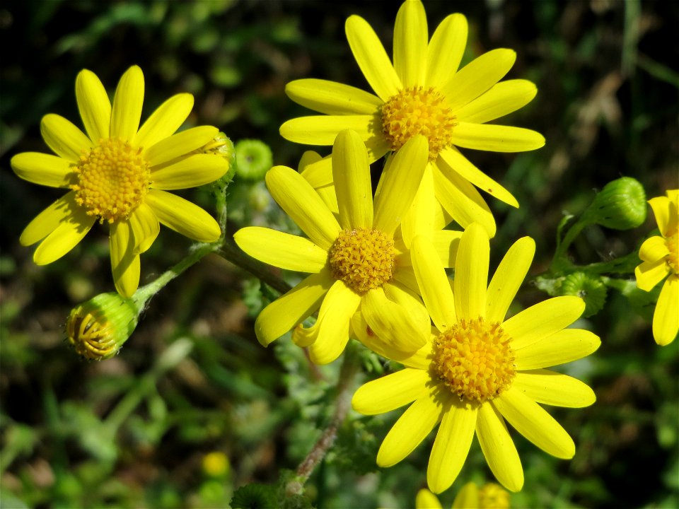 Frühlings-Greiskraut (Senecio vernalis) im Hockenheimer Rheinbogen