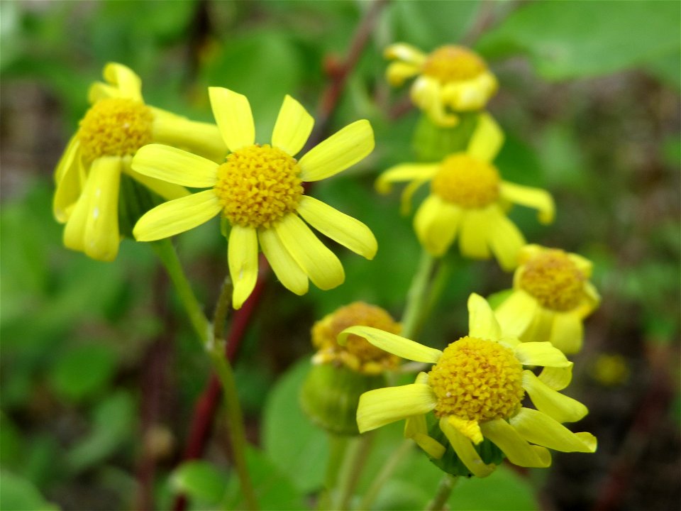 Frühlings-Greiskraut (Senecio vernalis) am Hauptbahnhof Kaiserslautern
