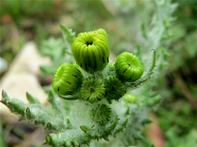 Frühlings-Greiskraut (Senecio vernalis) in Bruchmühlbach-Miesau photo