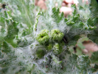 Frühlings-Greiskraut (Senecio vernalis) in Bruchmühlbach-Miesau