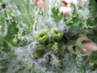 Frühlings-Greiskraut (Senecio vernalis) in Bruchmühlbach-Miesau photo