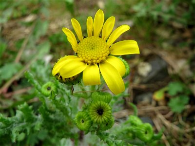 Frühlings-Greiskraut (Senecio vernalis) in Bruchmühlbach-Miesau
