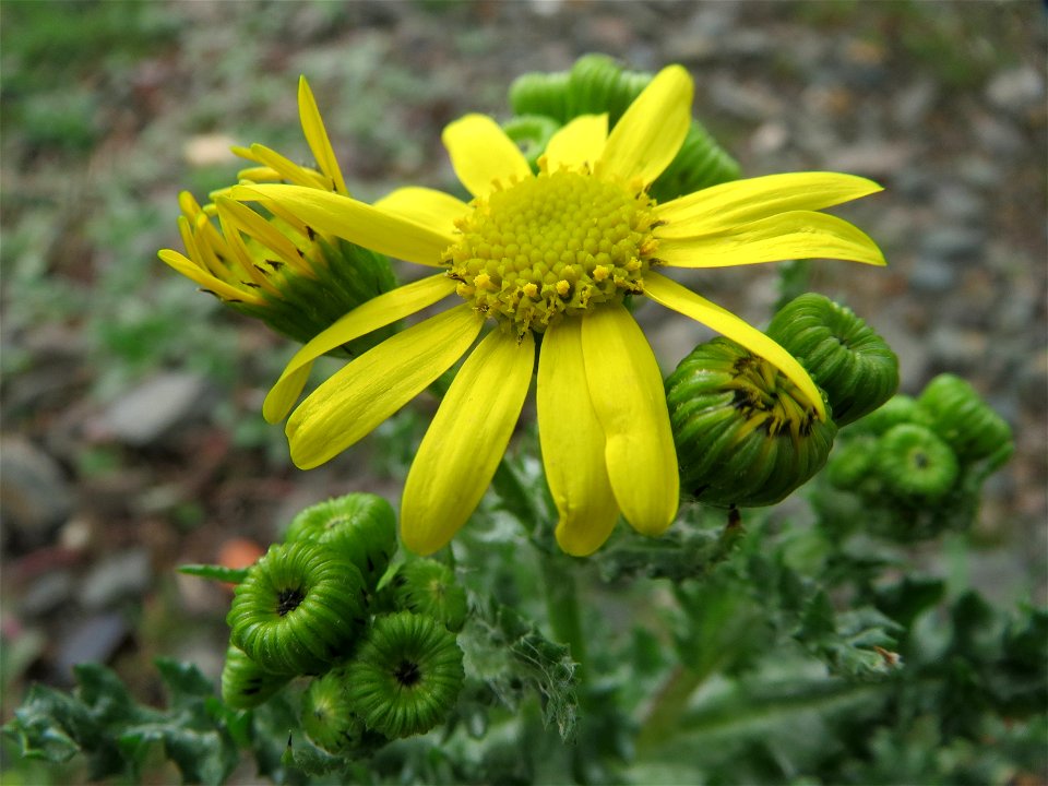 Frühlings-Greiskraut (Senecio vernalis) in Bruchmühlbach-Miesau