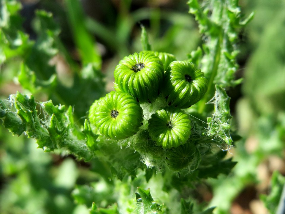 Frühlings-Greiskraut (Senecio vernalis) in Hockenheim