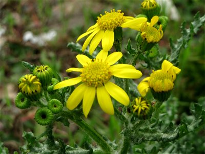 Frühlings-Greiskraut (Senecio vernalis) in Bruchmühlbach-Miesau photo