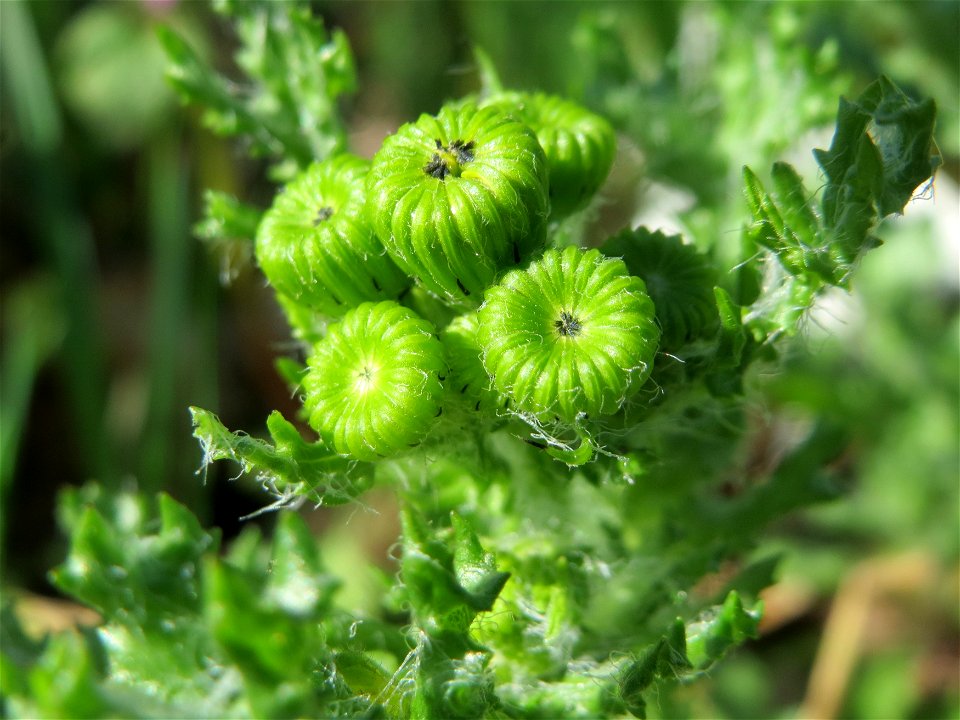Frühlings-Greiskraut (Senecio vernalis) in Hockenheim