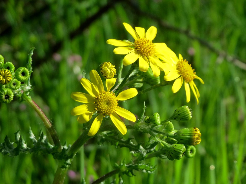 Frühlings-Greiskraut (Senecio vernalis) in Hockenheim