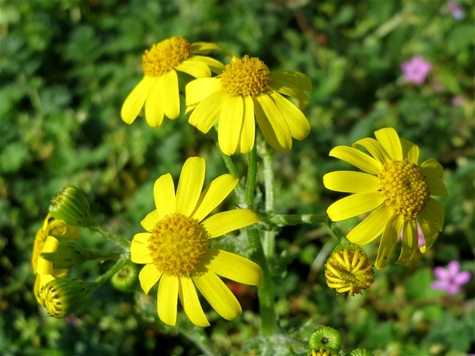 Frühlings-Greiskraut (Senecio vernalis) in Hockenheim