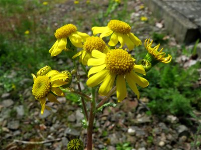 Frühlings-Greiskraut (Senecio vernalis) in Bruchmühlbach-Miesau