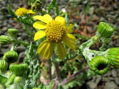 Frühlings-Greiskraut (Senecio vernalis) in Bruchmühlbach-Miesau