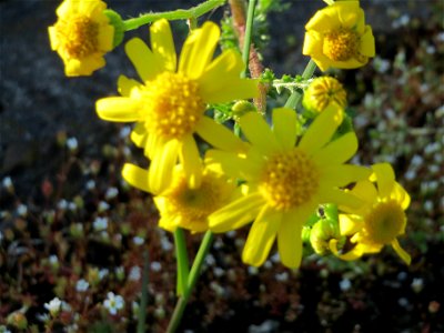 Frühlings-Greiskraut (Senecio vernalis) am Bahnhof Oftersheim