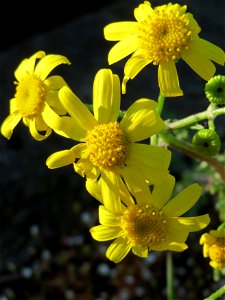 Frühlings-Greiskraut (Senecio vernalis) am Bahnhof Oftersheim
