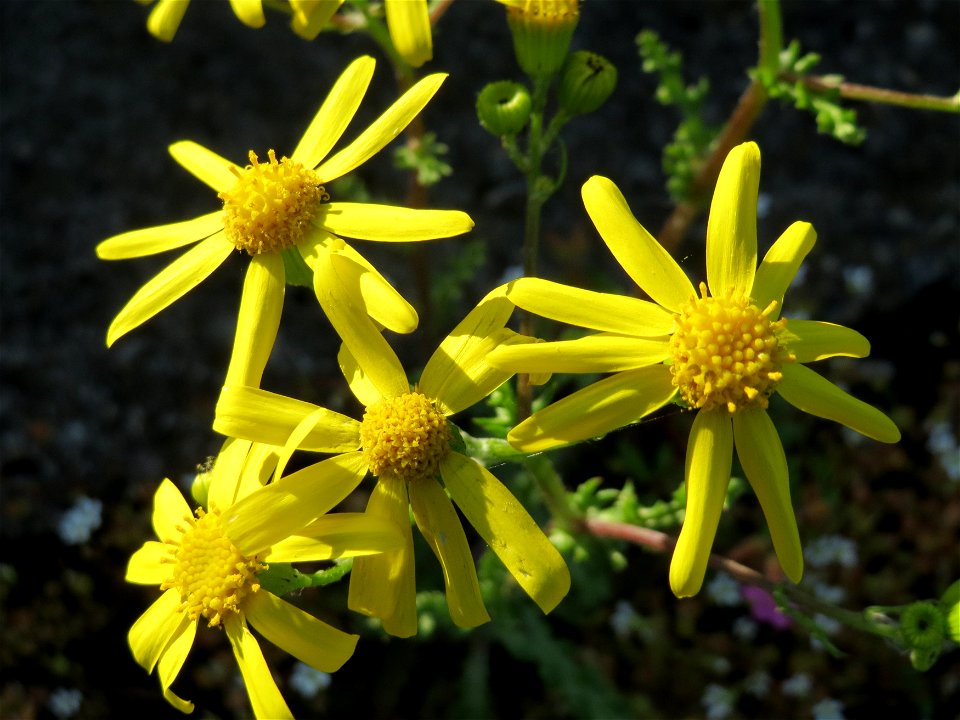 Frühlings-Greiskraut (Senecio vernalis) am Bahnhof Oftersheim