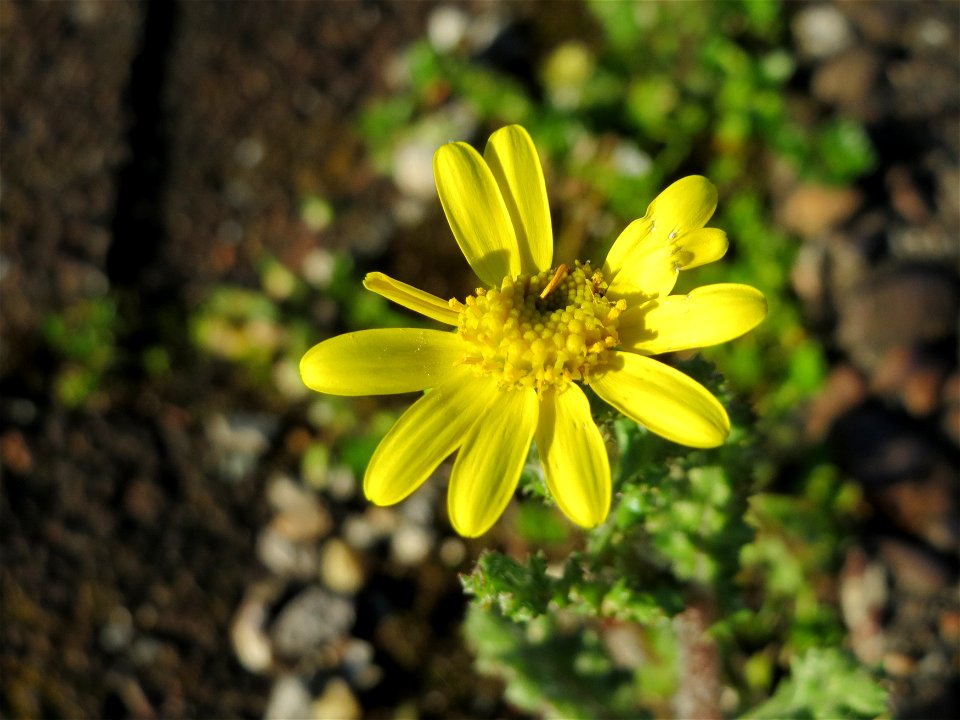 Frühlings-Greiskraut (Senecio vernalis) am Bahnhof Oftersheim