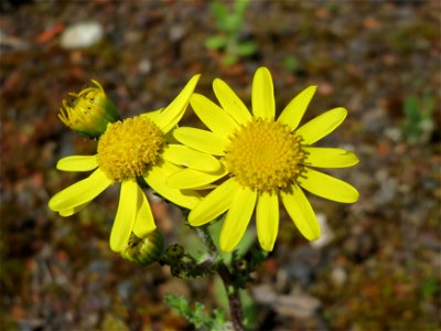 Frühlings-Greiskraut (Senecio vernalis) in Heidelberg