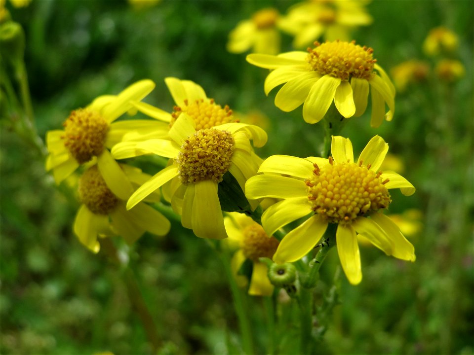 Frühlings-Greiskraut (Senecio vernalis) bei Hockenheim
