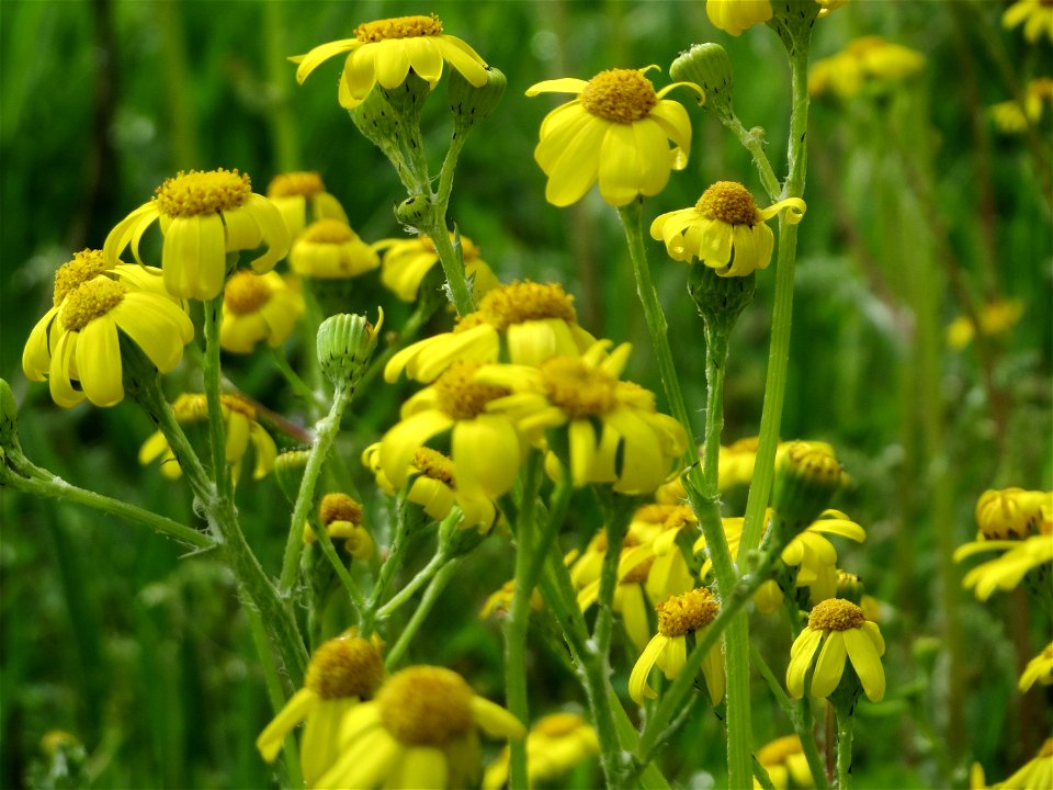Frühlings-Greiskraut (Senecio vernalis) bei Hockenheim